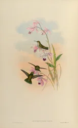 Chlorostilbon alice